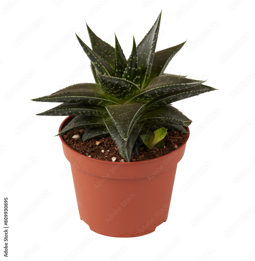cactus in a pot cut out isolated transparent background cactus in a pot cut out isolated transparent background