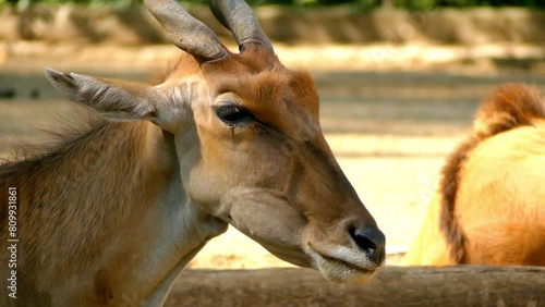 Common eland (Taurotragus oryx), also known as southern eland or eland antelope, is savannah and plains antelope found in Africa. It is species of family Bovidae and genus Taurotragus. photo