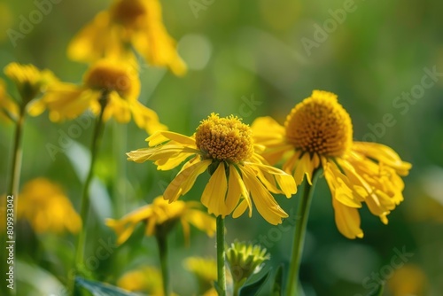Yellow Sneezeweed Flower in Sunny Wayside Woods of Morton Grove  Illinois