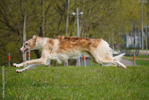 Russian wolfhound dog running in the grass cunsing © Руслан Агаев
