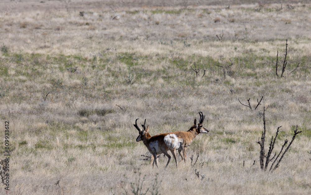 Pronghorn Antelope Bucks on the Arizona Prairie Pronghorn Antelope Bucks on the Arizona Prairie