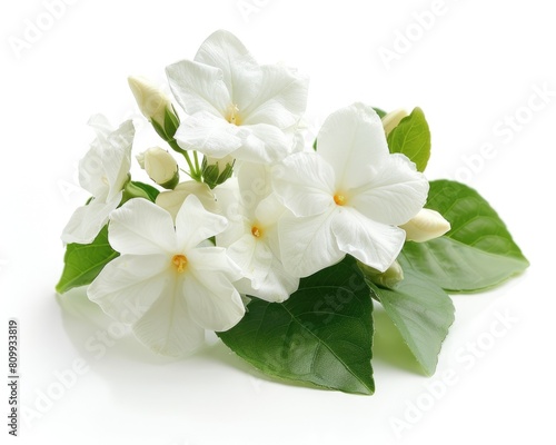 White Jasmine flower, native to China. The source of tea infused with jasmine, also used to make
