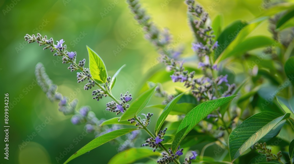 Vitex Agnus-Castus: Green and Natural Plant with Flowers and Leaves in Summer Garden with Closeup Vitex Agnus-Castus: Green and Natural Plant with Flowers and Leaves in Summer Garden with Closeup