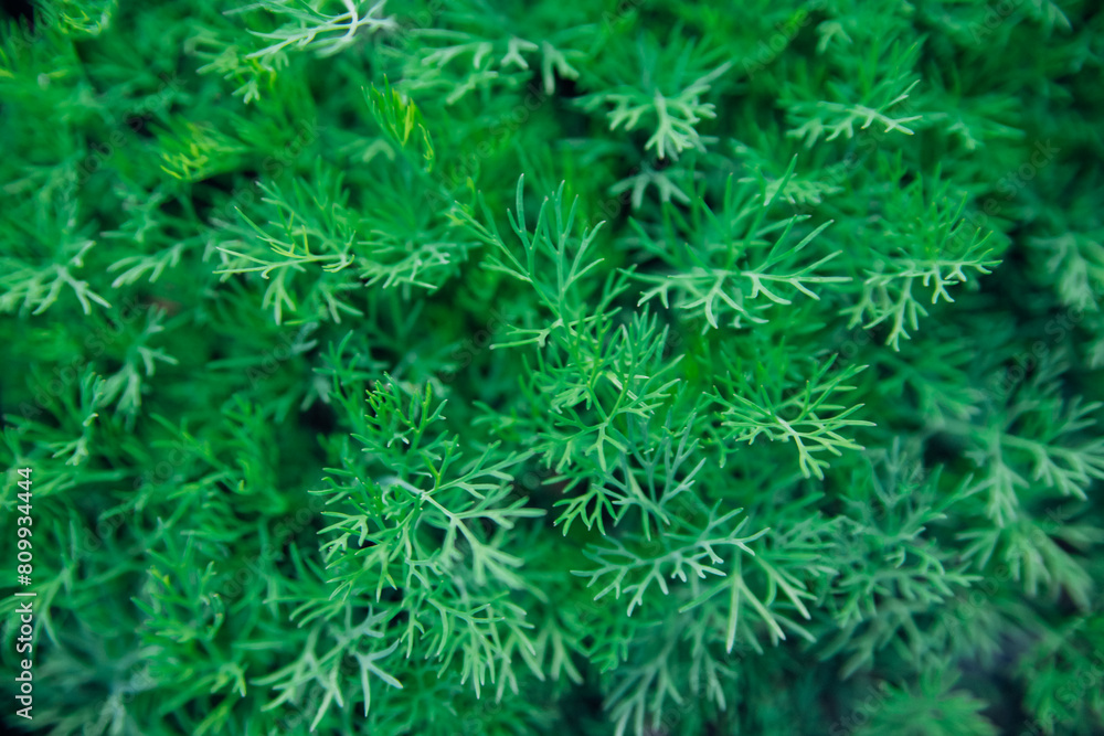 Green dill leaves in the garden. Organic farm. Healthy eating. Foods rich in vitamins. Agricultural industry. Natural background. Fragrant seasoning. Green dill leaves in the garden. Organic farm. Healthy eating. Foods rich in vitamins. Agricultural industry. Natural background. Fragrant seasoning.