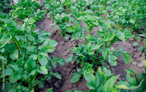 A vegetable garden with potatoes in the countryside. The potatoes are planted in long rows. © Cherkasova Alie
