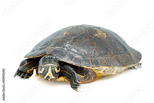 River Cooter Turtle on White background - Pseudemys concinna photo