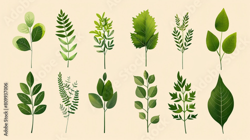 Set of watercolor greenery. Botanical illustration. Perfect for creating greeting cards  wedding invitations  and other DIY projects.