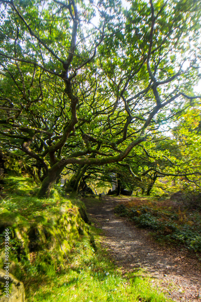 Twisted branches of Welsh oaks, overhanging a footpath in the Nant Gwynant Pass in Eryri National Park in Wales Twisted branches of Welsh oaks, overhanging a footpath in the Nant Gwynant Pass in Eryri National Park in Wales