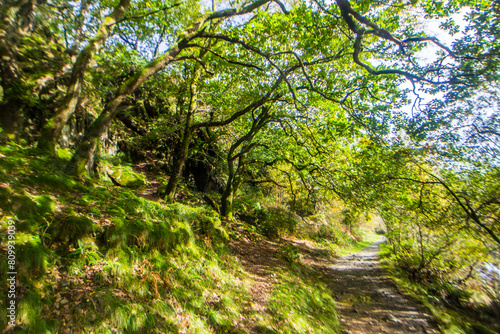 Dappled sunlight and shadow in the mystical Celtic forests with a footpath, in Eryri National Park in Wales