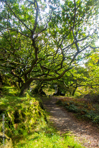 Twisted branches of Welsh oaks, overhanging a footpath in the Nant Gwynant Pass in Eryri National Park in Wales