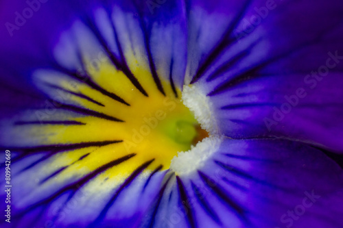 Macro fotografía, flor pensamiento photo