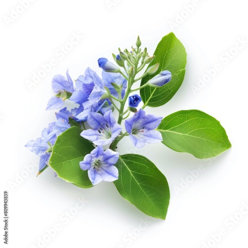 Isolated Lignum Vitae Bouquet on White Background. Blue Blossoming Flowers with Green Leaves  photo