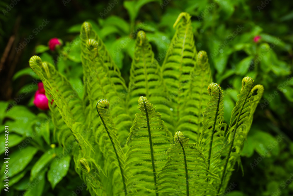 fern in botanical garden, forest , green leaf fern in botanical garden, forest , green leaf