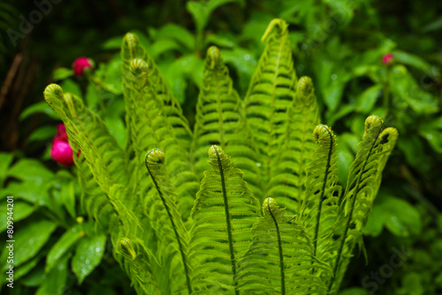 fern in botanical garden, forest , green leaf