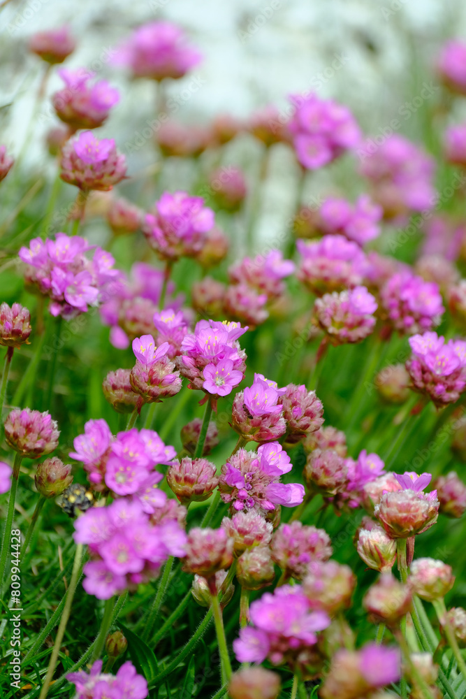 pink flowers in the garden