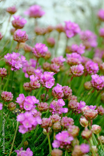pink flowers in the garden © Oksana