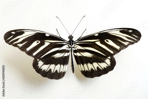Isolated Zebra Longwing Butterfly with Distinctive Black and White Wing Pattern - Heliconius photo