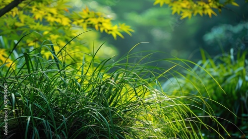 Japanese Forest Grass: Natural Beauty of Hakone Grass in Summer. Green and Yellow Background  photo