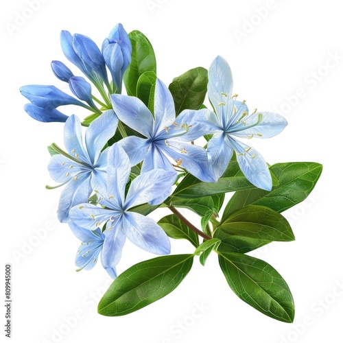 Lignum Vitae Bouquet on White Background: Isolated Blue Flowers and Green Leaves with Natural Beauty photo
