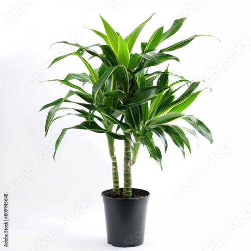 Greenery Galore  Dracaena Fragrans Indoor Plant with Lush Foliage for Home or Garden