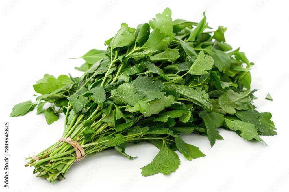 Fresh Organic Epazote Herb - Raw Seasoning from Mexico, Bunch of Green Epazote in Studio Fresh Organic Epazote Herb - Raw Seasoning from Mexico, Bunch of Green Epazote in Studio