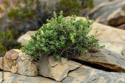 Hardy Creosote Bush Growing on Rocks in Mojave Desert. Copy Space Available for Green photo