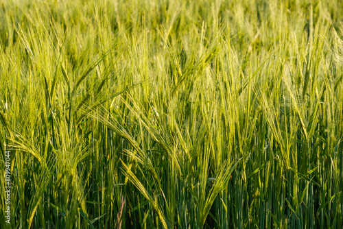 Close up young green wheat growing in a field in the Dordogne region of France