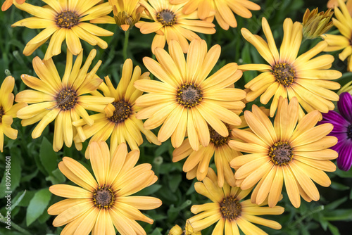 Beautiful Blue-eyed Daisy.	
