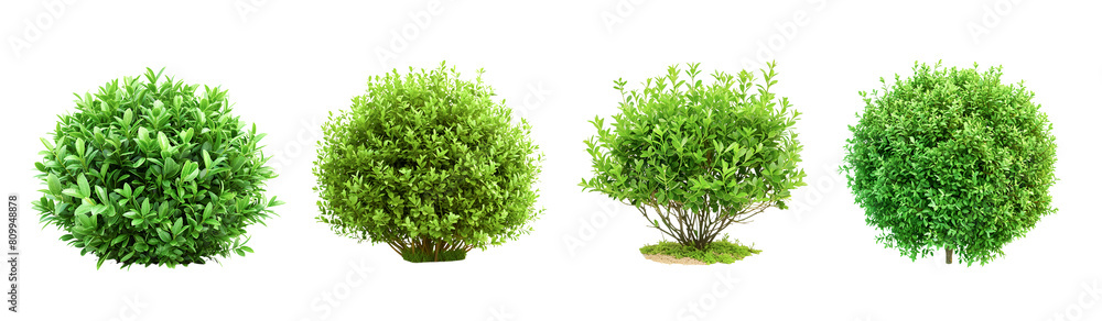 Obraz premium Green bush isolated on white
