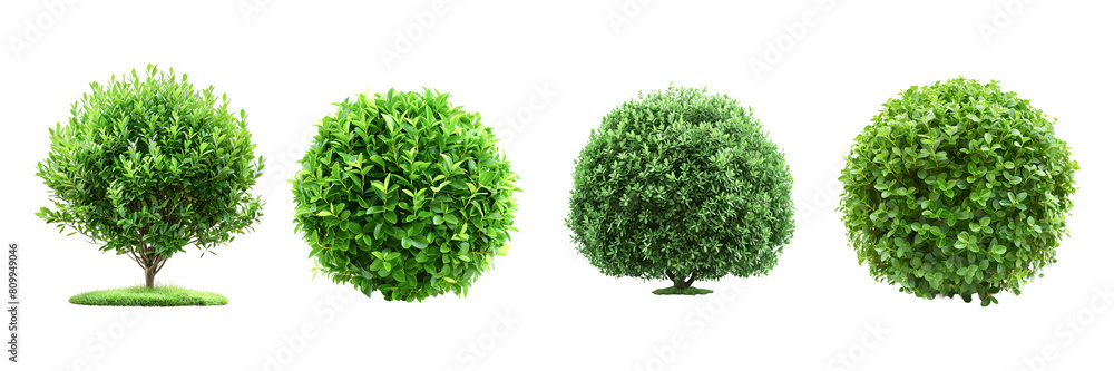 Naklejka premium Collection of green trees isolated on white