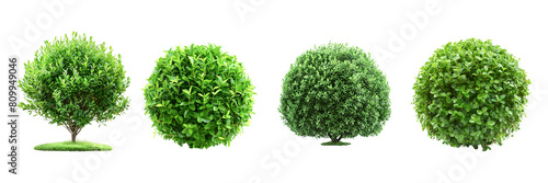 Collection of green trees isolated on white