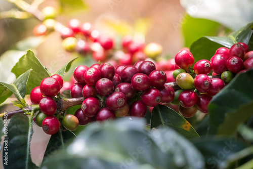 Frutos maduros rojos del cultivo de café colombiano, Ripe red fruits of the Colombian coffee crop