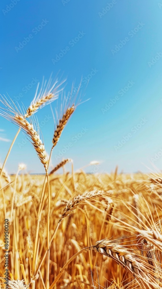 Panoramic view of a golden wheat field under a clear blue sky, emphasizing the vastness of the landscape Panoramic view of a golden wheat field under a clear blue sky, emphasizing the vastness of the landscape