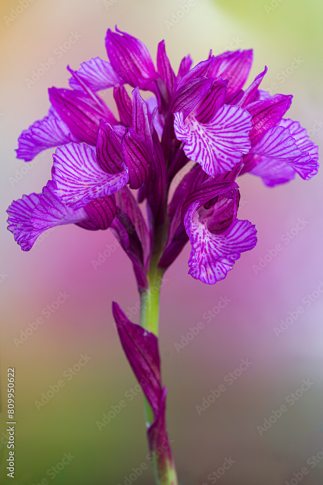Orquídea silvestre Orchis pilionacea . Orquídea silvestre Orchis pilionacea .