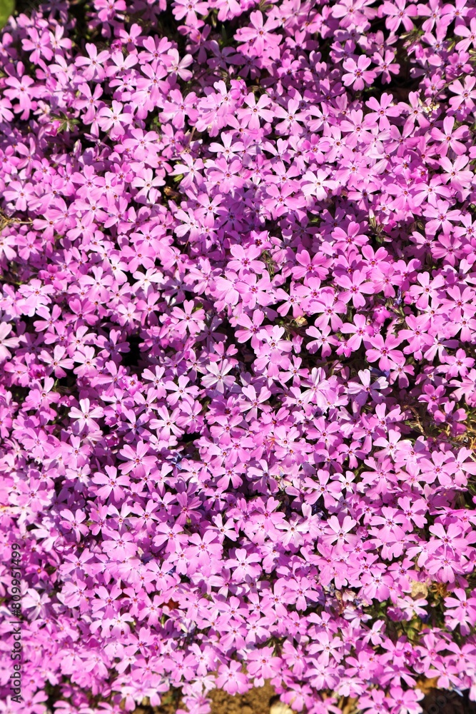 Pink flower background with phlox Pink flower background with phlox