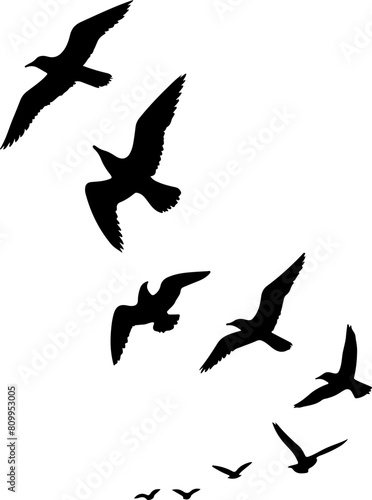 Nuée d'oiseaux en vol, vecteur noir fond transparent
