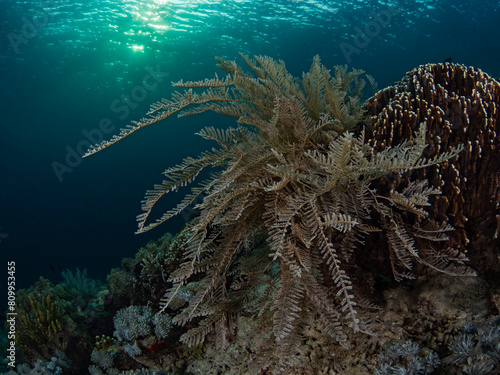 Stinging Hydrozoan - Aglaophenia cupressina - Zypressen-Nesselfarn photo