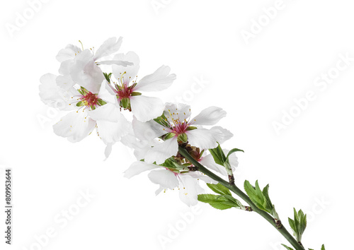 Tree branch with beautiful blossoms isolated on white. Spring season