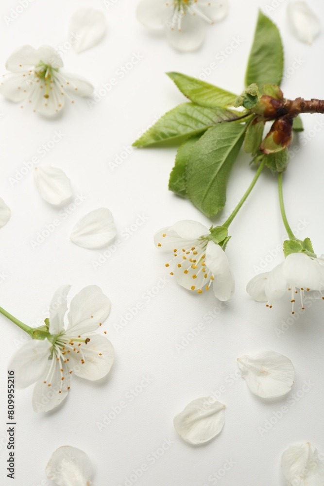 Beautiful spring tree blossoms and petals on white background, closeup Beautiful spring tree blossoms and petals on white background, closeup