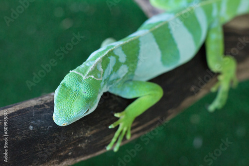 Green chameleon is on a branch in the zoo. A reptile is on a tree