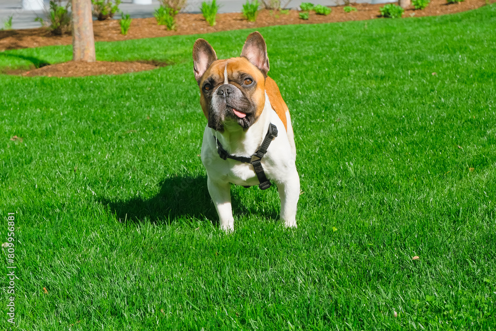 drooling french bulldog with tongue out standing on the grass, funny pets drooling french bulldog with tongue out standing on the grass, funny pets