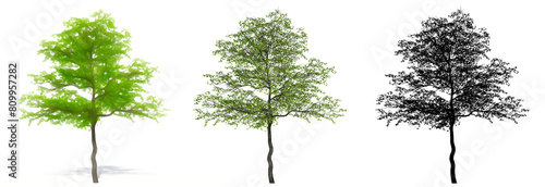 Set or collection of Flowering Dogwood trees  painted  natural and as a black silhouette on white background. Concept conceptual 3d illustration for nature  ecology and conservation  strength  beauty