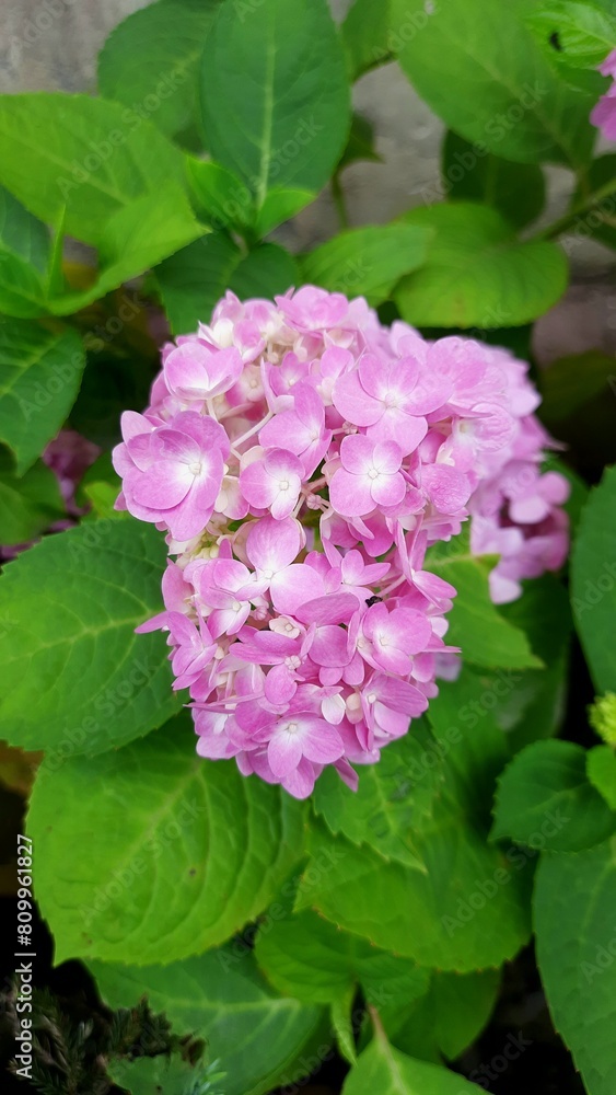 Hydrangea Macrophylla blooming in the spring season in vertical frame Hydrangea Macrophylla blooming in the spring season in vertical frame