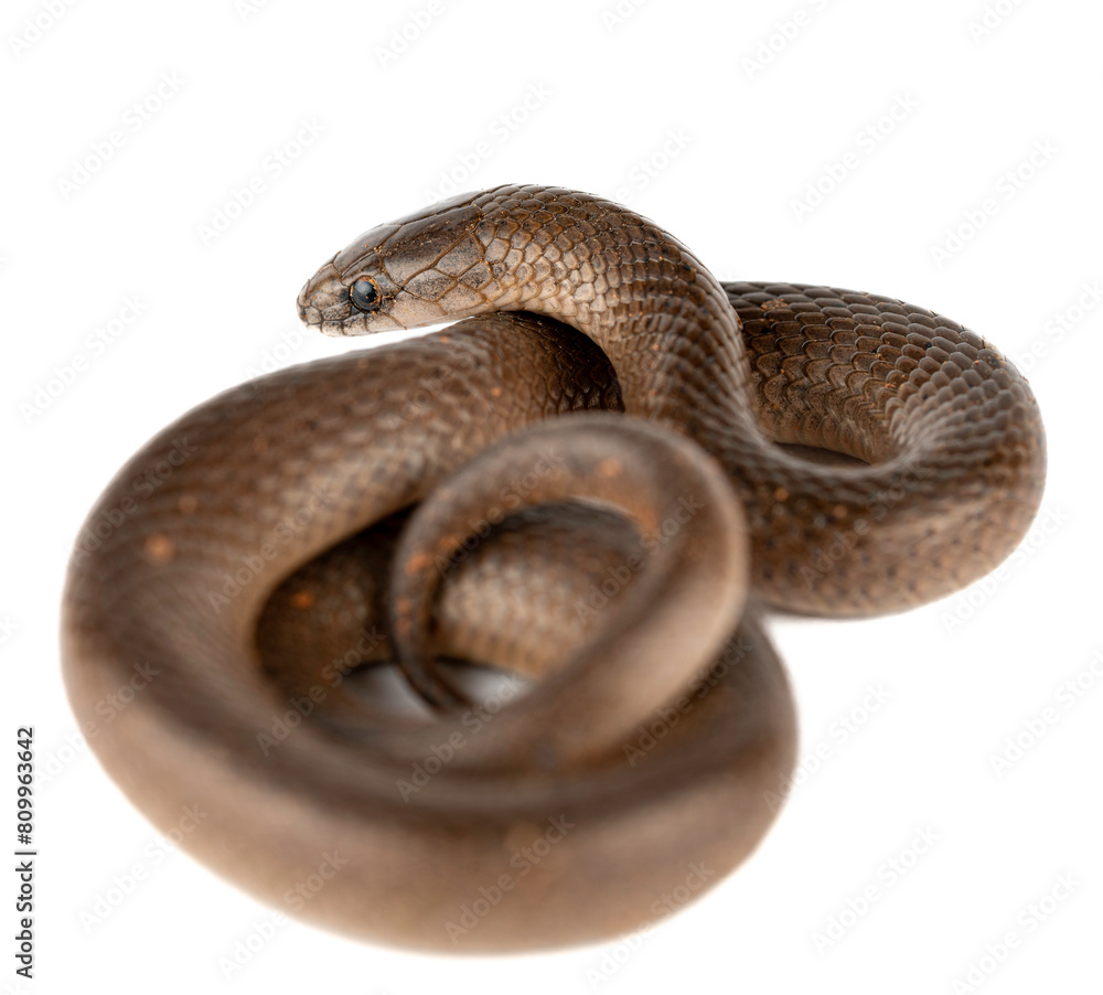 Smooth Earth Snake - Virginia valeriae - on white background Smooth Earth Snake - Virginia valeriae - on white background