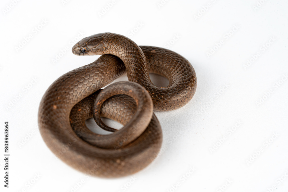Smooth Earth Snake - Virginia valeriae - on white background Smooth Earth Snake - Virginia valeriae - on white background