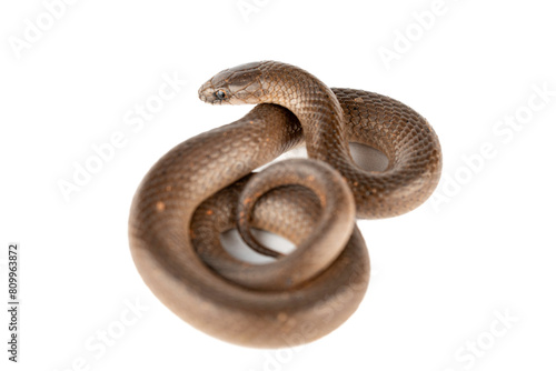 Smooth Earth Snake - Virginia valeriae - on white background  photo