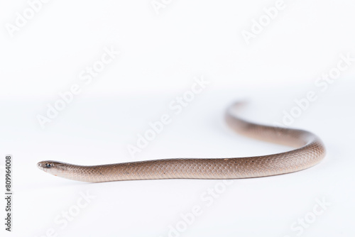 Smooth Earth Snake - Virginia valeriae - on white background  photo