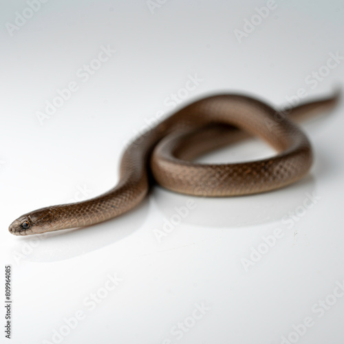 Smooth Earth Snake - Virginia valeriae - on white background 