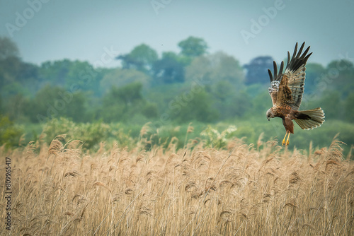 Marsh Harrier on the Norfolk broads