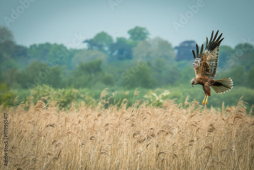 Marsh Harrier on the Norfolk broads photo